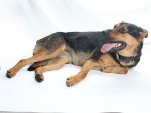 Our Lil Miss Bambi has not had the best luck getting adopted and having it stick