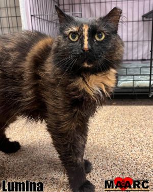 Meet Lumina - A Shy Beauty with a Heart of Gold Lumina is a stunning long-haired tortie with a gentl