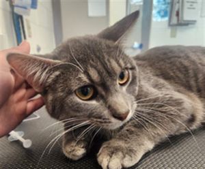KOKOMO, Young Male Domestic Short Hair
