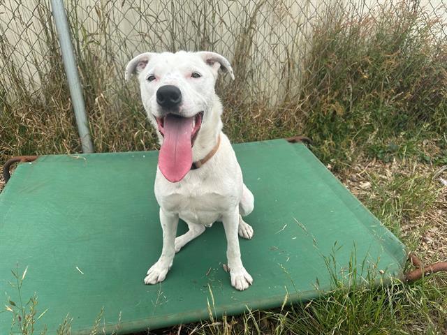 ZIPPY, an adoptable Pit Bull Terrier, Mixed Breed in McKinleyville, CA, 95519 | Photo Image 1