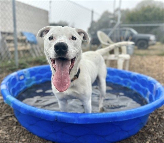 ZIPPY, an adoptable Pit Bull Terrier, Mixed Breed in McKinleyville, CA, 95519 | Photo Image 1