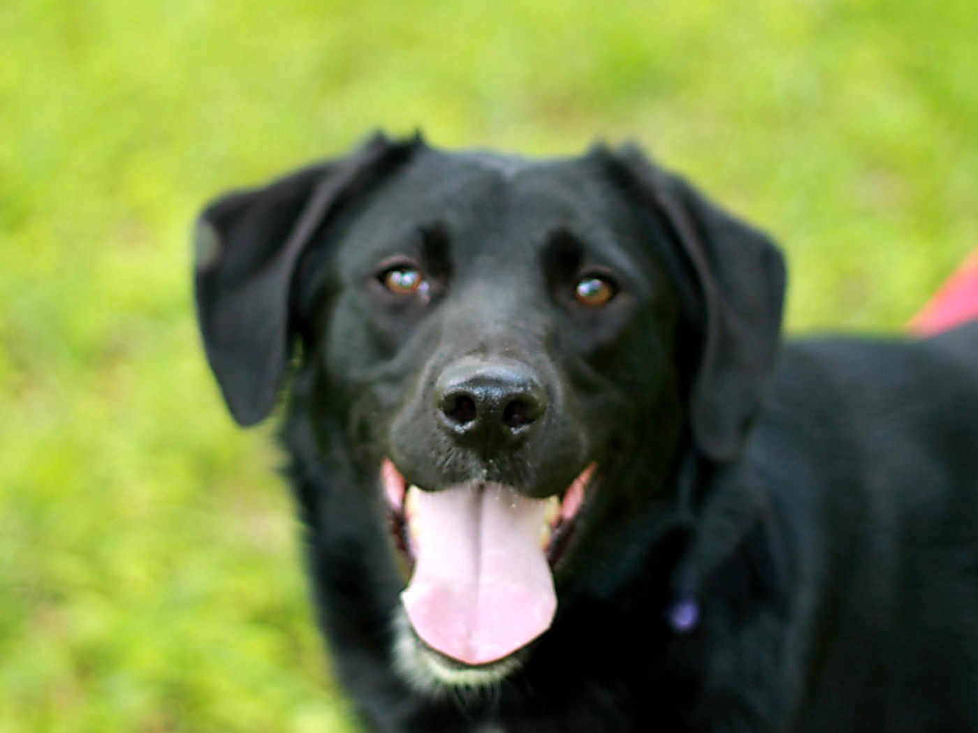Dino - MEET @ PETCO 7/5!