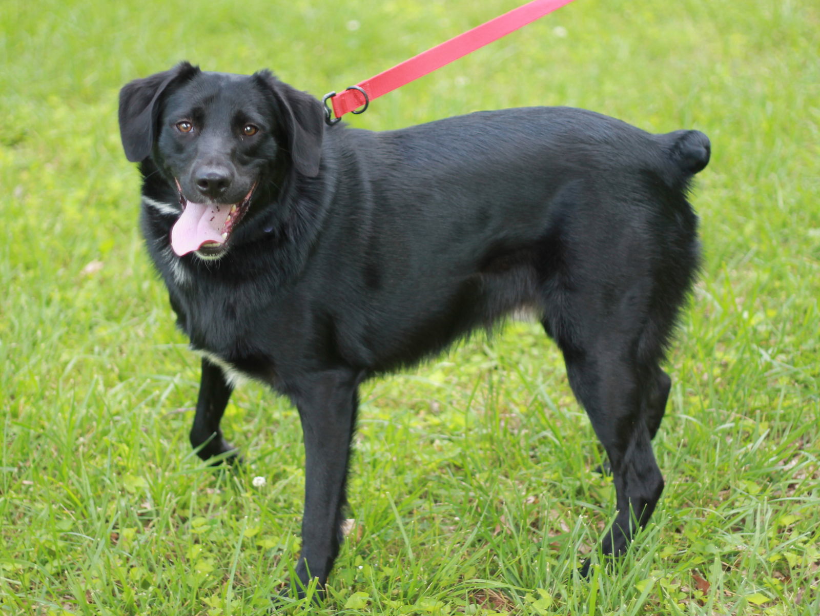 Dino - MEET @ PETCO 7/5!