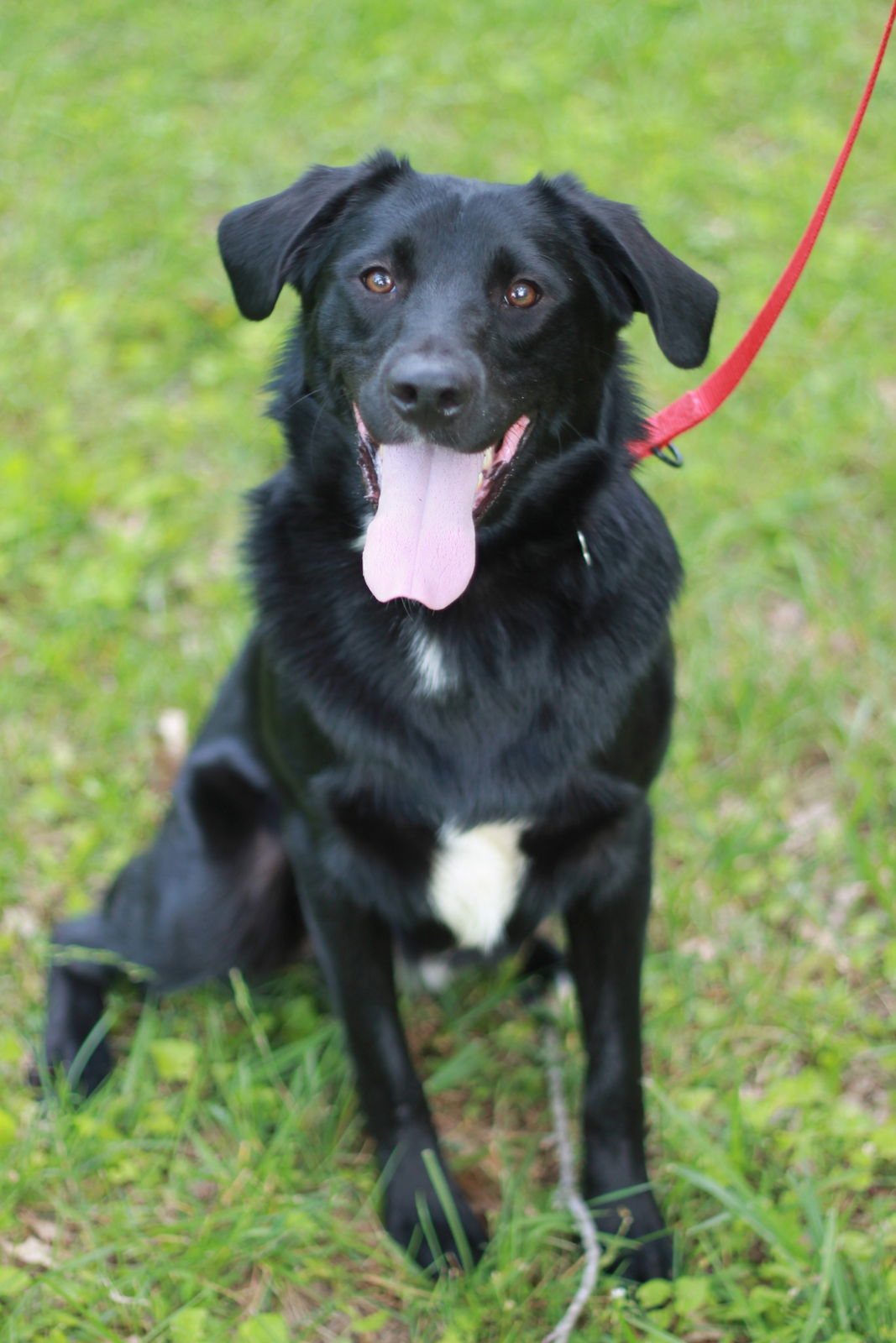 Dino - MEET @ PETCO 7/5!