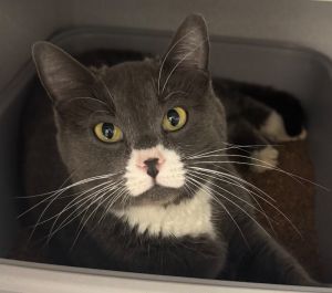 Astro, Adult Female Domestic Short Hair