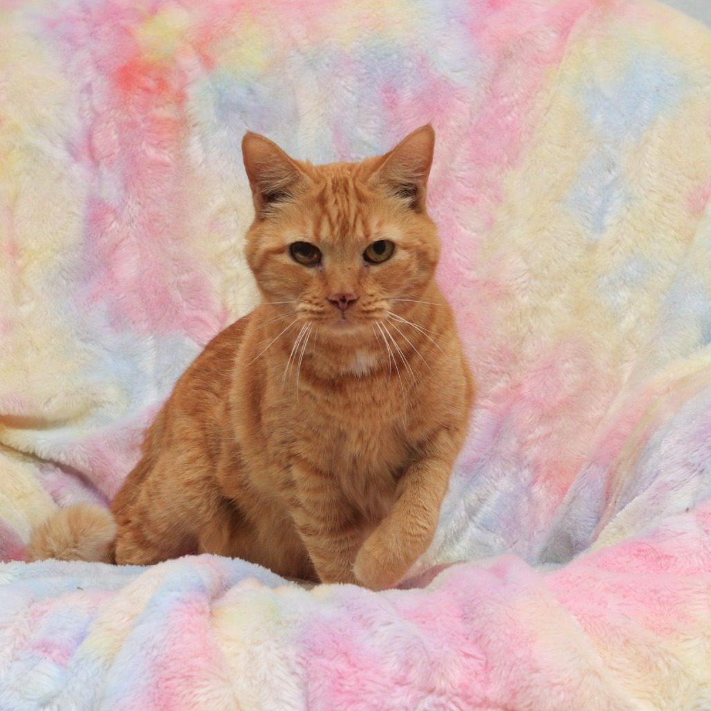Mocha, an adoptable Domestic Short Hair in Idaho Falls, ID, 83402 | Photo Image 1