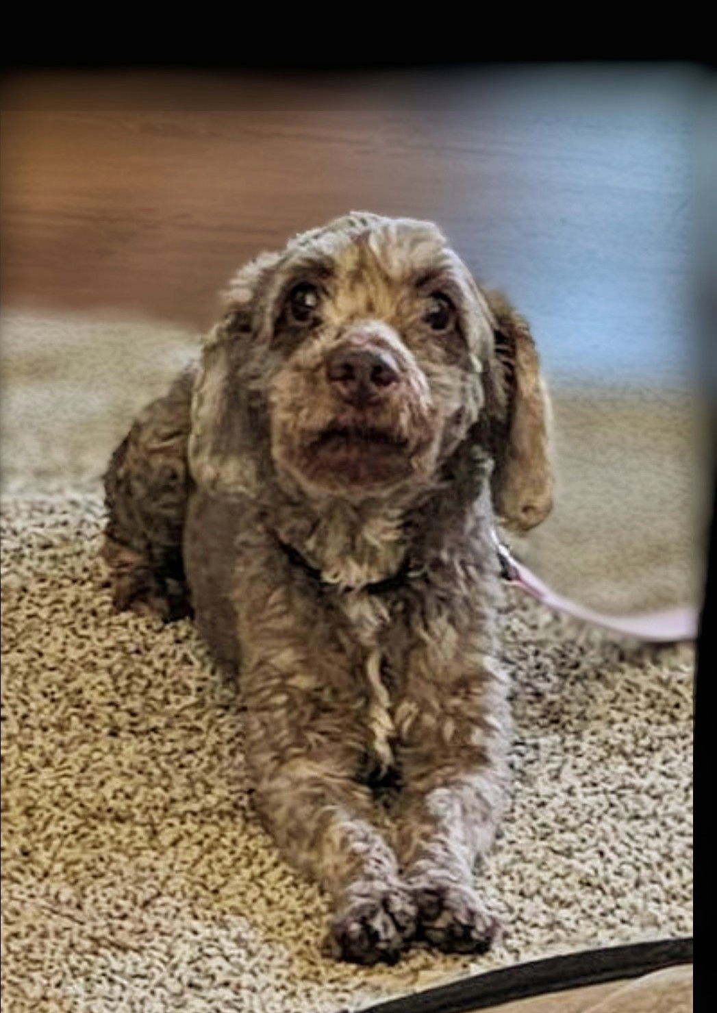 Ricky - Fairfield, an adoptable Cockapoo, Poodle in Pataskala, OH, 43062 | Photo Image 1