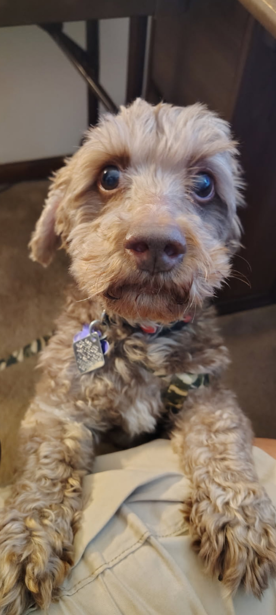 Ricky - Fairfield, an adoptable Cockapoo, Poodle in Pataskala, OH, 43062 | Photo Image 1