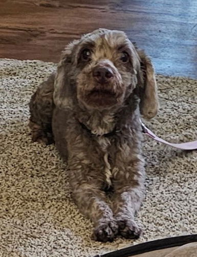 Ricky - Fairfield, an adoptable Cockapoo, Poodle in Pataskala, OH, 43062 | Photo Image 2
