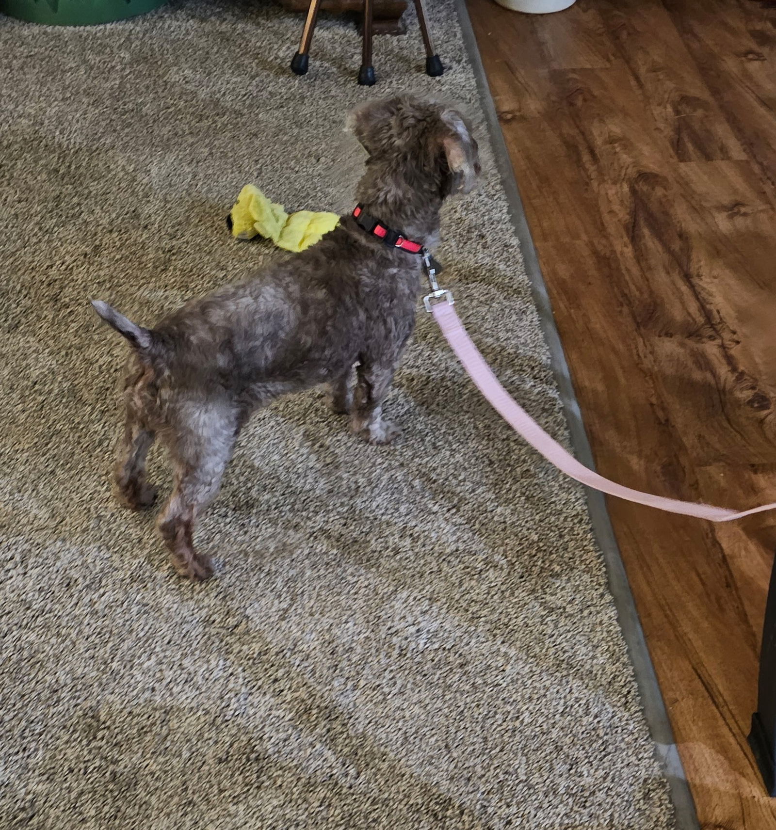 Ricky - Fairfield, an adoptable Cockapoo, Poodle in Pataskala, OH, 43062 | Photo Image 3