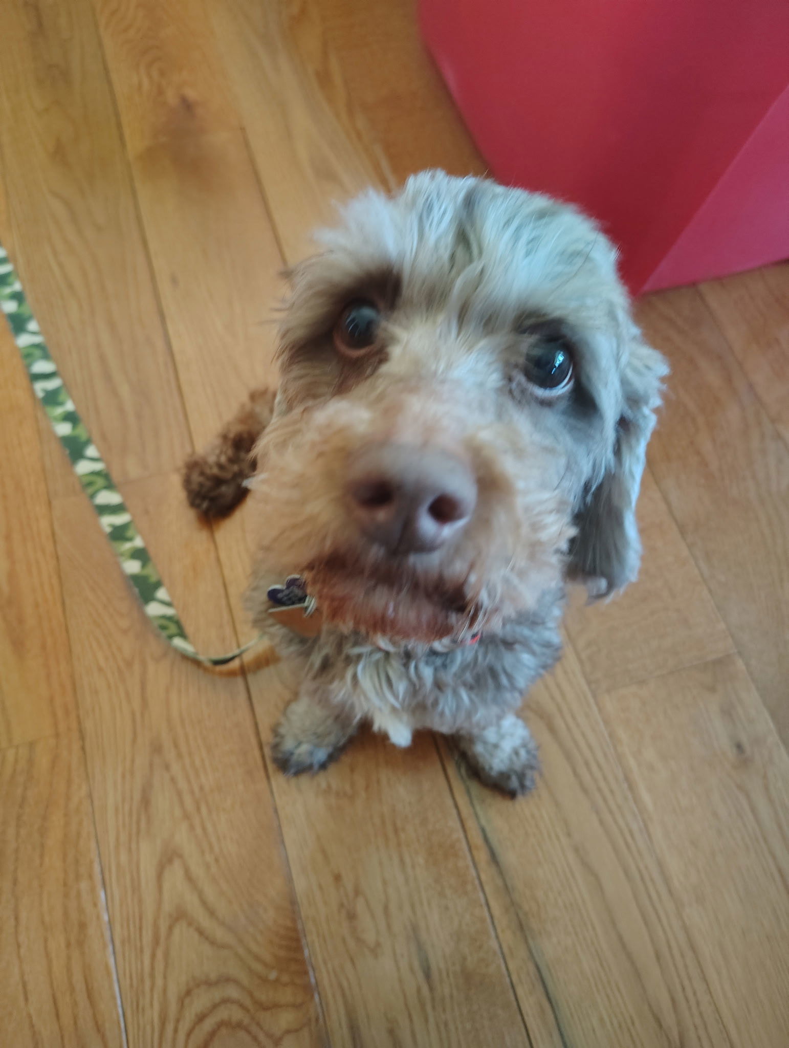 Ricky - Fairfield, an adoptable Cockapoo, Poodle in Pataskala, OH, 43062 | Photo Image 3