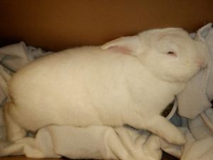 WILBER, Adult Male Bunny Rabbit