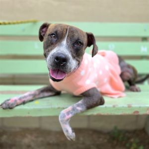 I WAS FOUND AT 1800 BLK ATLANTIC AVE LONG BEACH CA 90806 IN LONG BEACHMy adoption evaluation date i