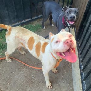 I WAS FOUND AT 2300 BLK E HARDING ST LB 90805 IN LONG BEACHMy adoption evaluation date is 040120