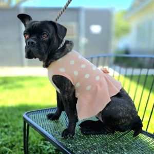 I WAS FOUND AT 4900 BLK ORANGE AVE LONG BEACH CA 90807 IN LONG BEACHMy adoption evaluation date i