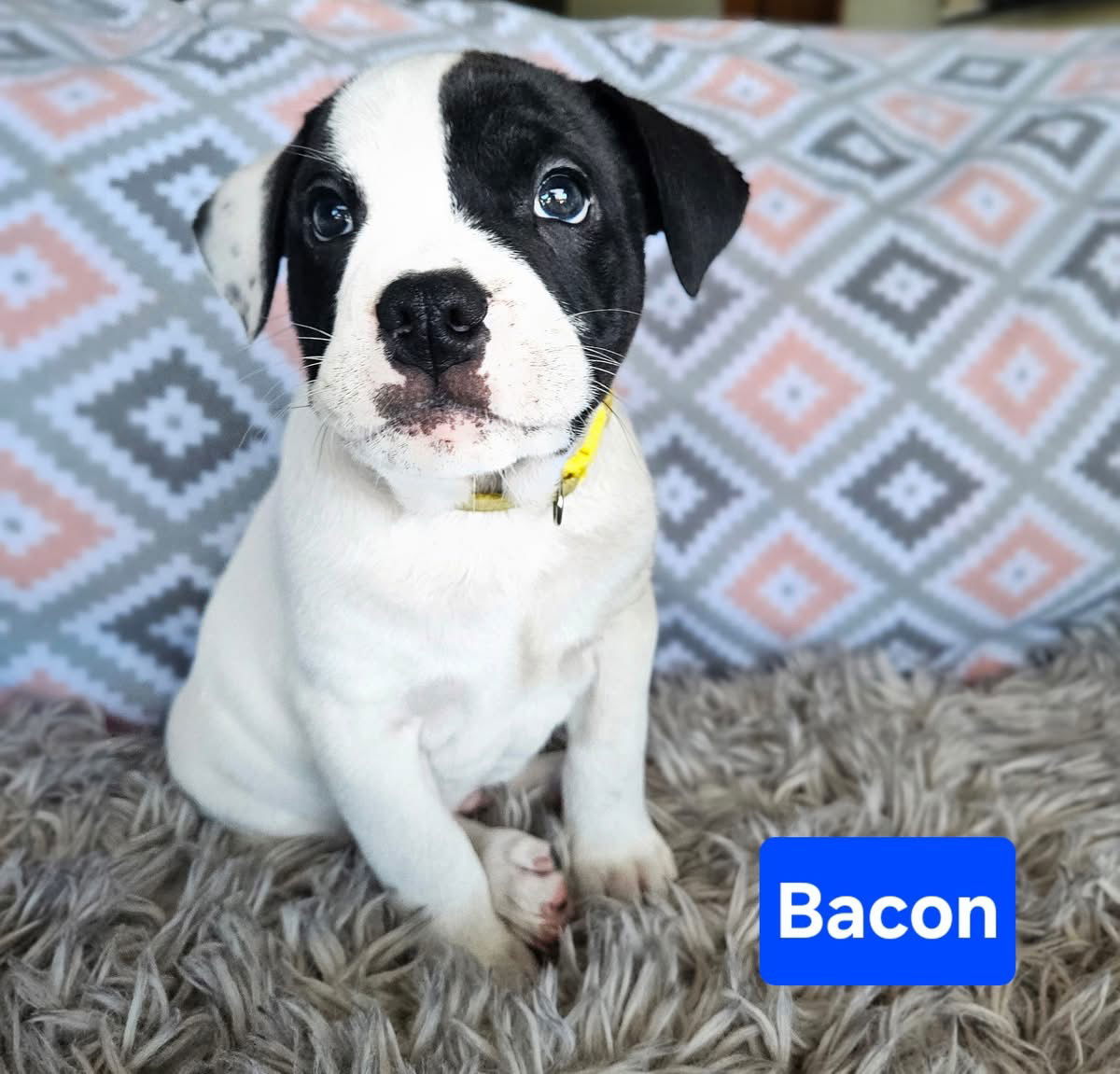 Bacon, an adoptable Terrier in Duluth, MN, 55807 | Photo Image 1
