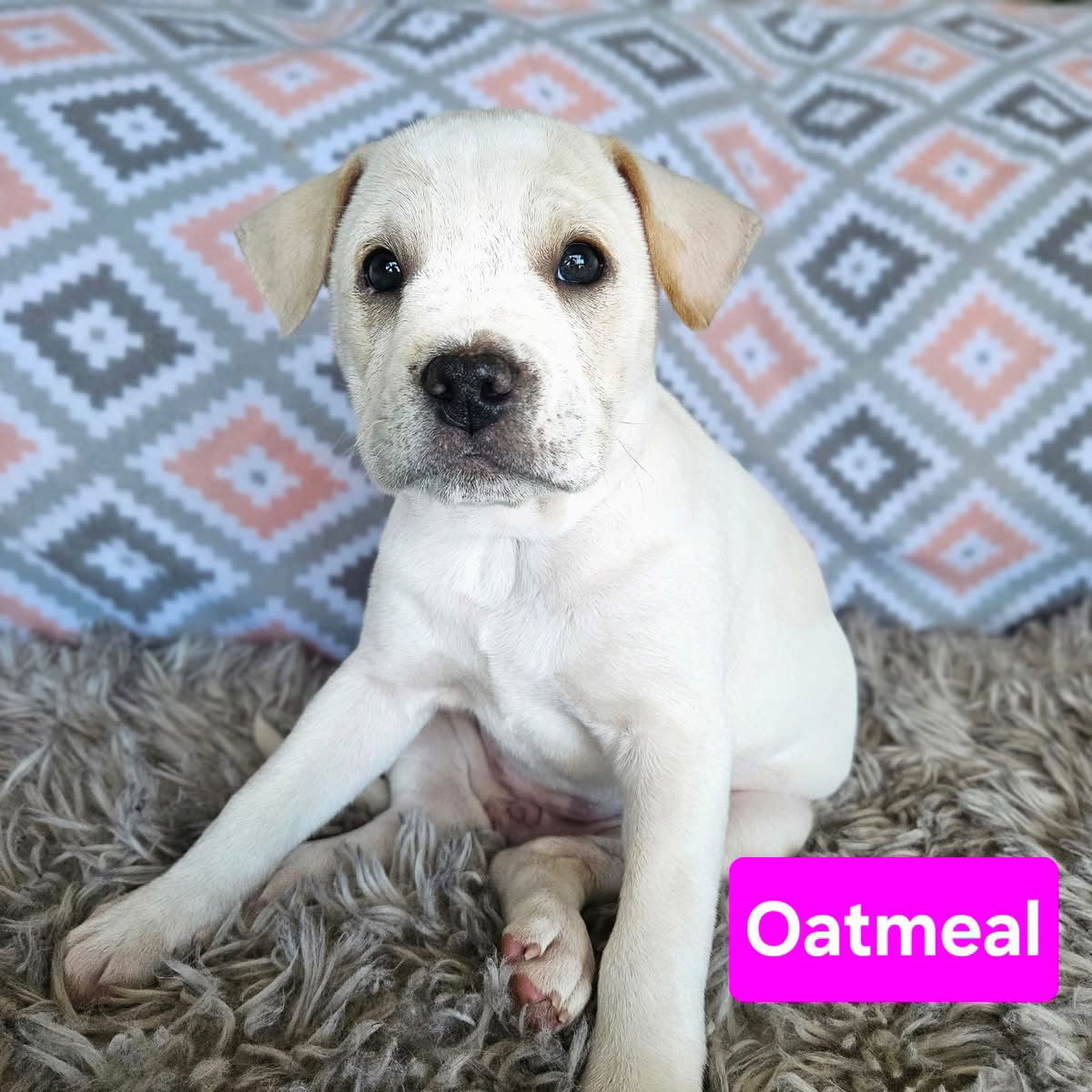 Oatmeal, an adoptable Terrier in Duluth, MN, 55807 | Photo Image 1