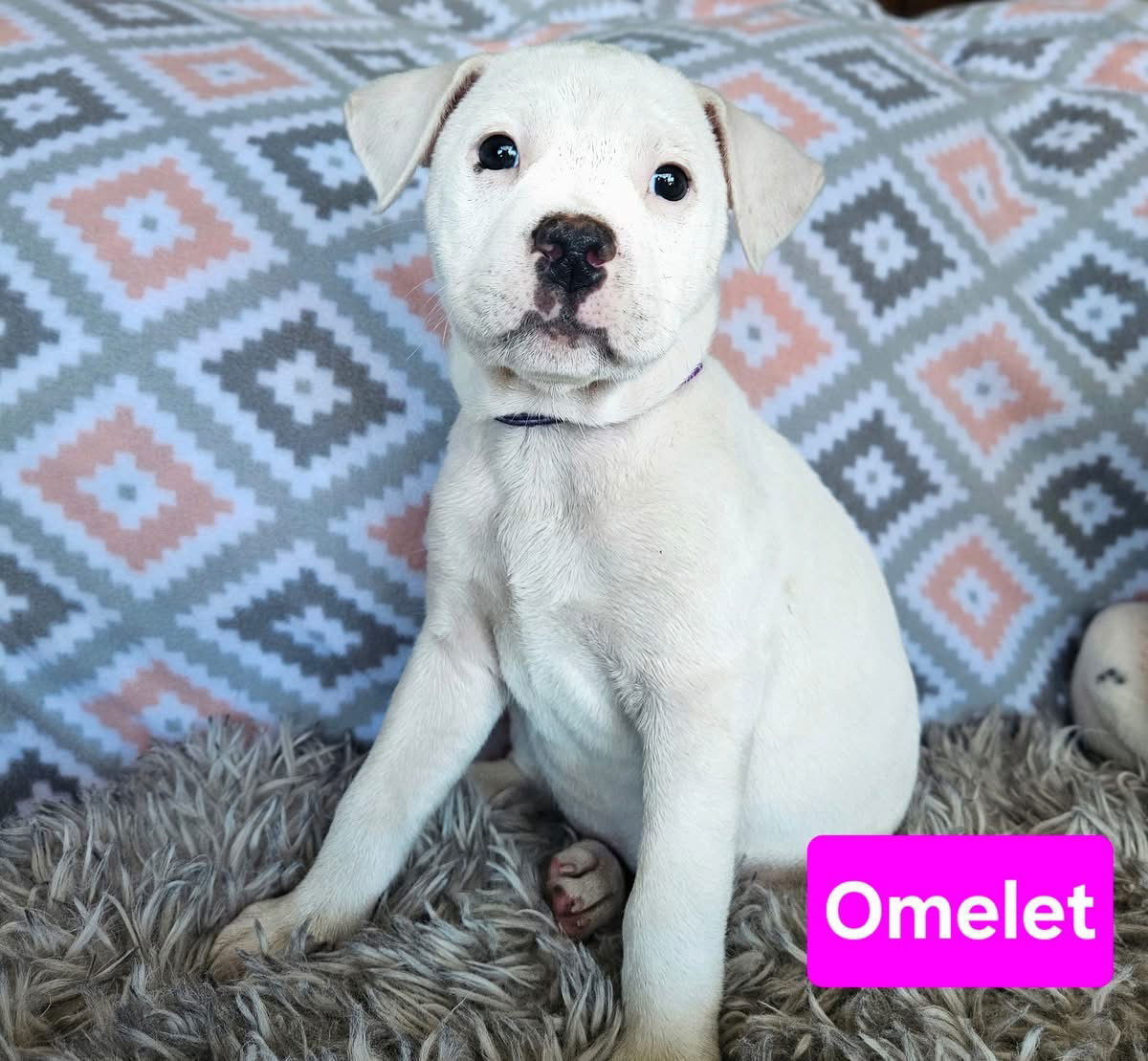 Omelet, an adoptable Terrier in Duluth, MN, 55807 | Photo Image 1