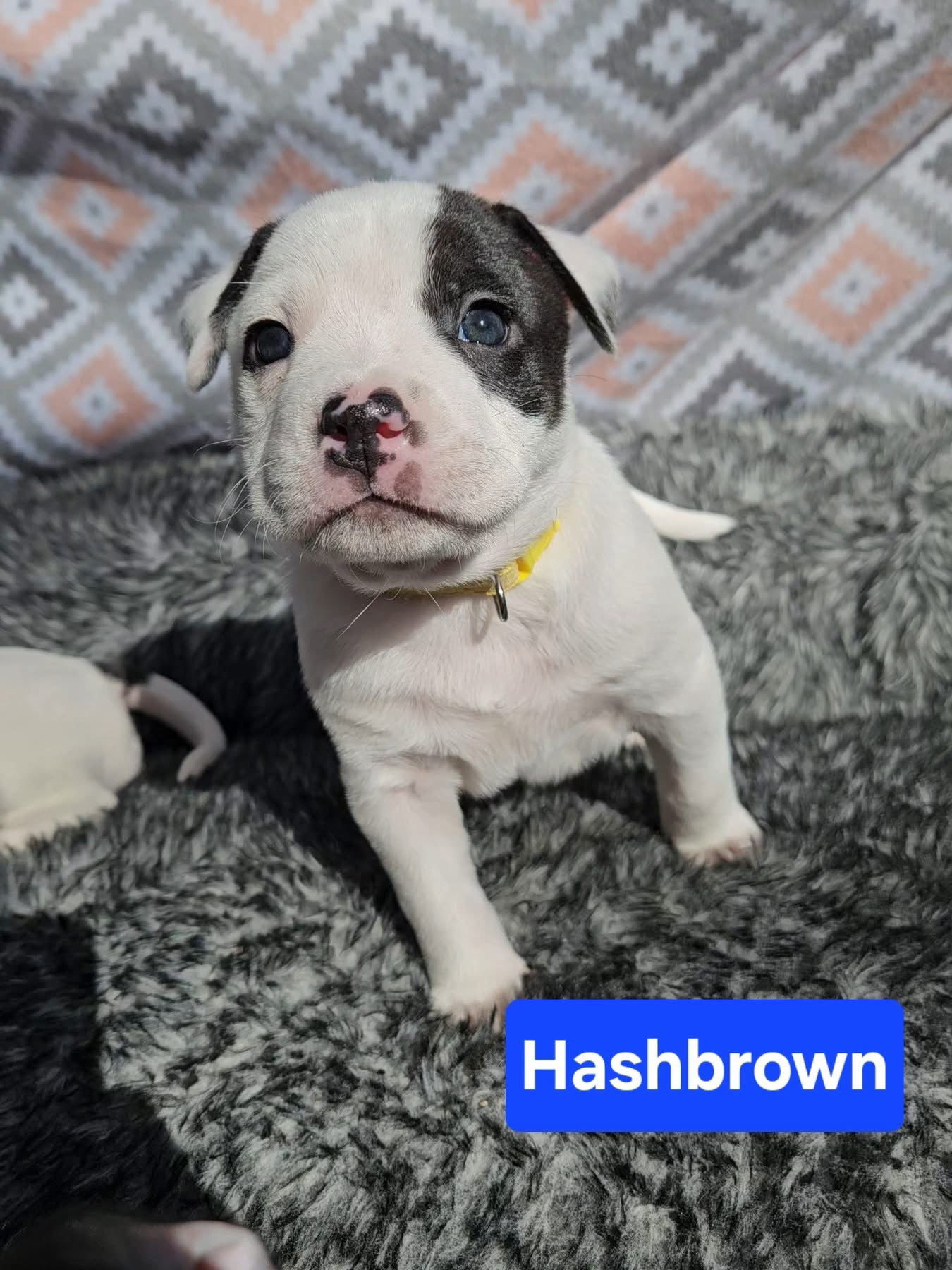 Hashbrown, an adoptable Terrier in Duluth, MN, 55807 | Photo Image 1