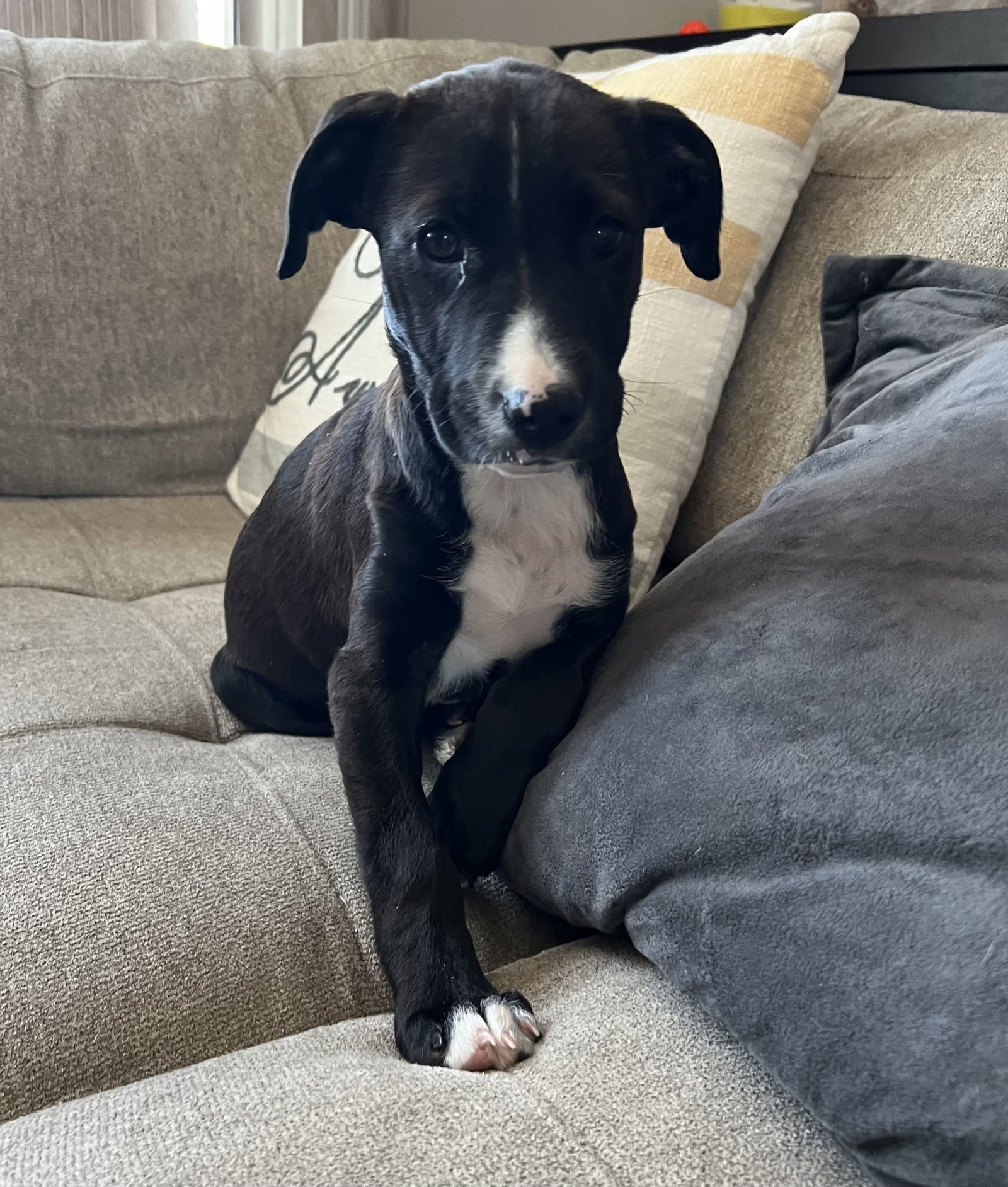 Sweetie, an adoptable Mountain Cur in Duluth, MN, 55807 | Photo Image 1