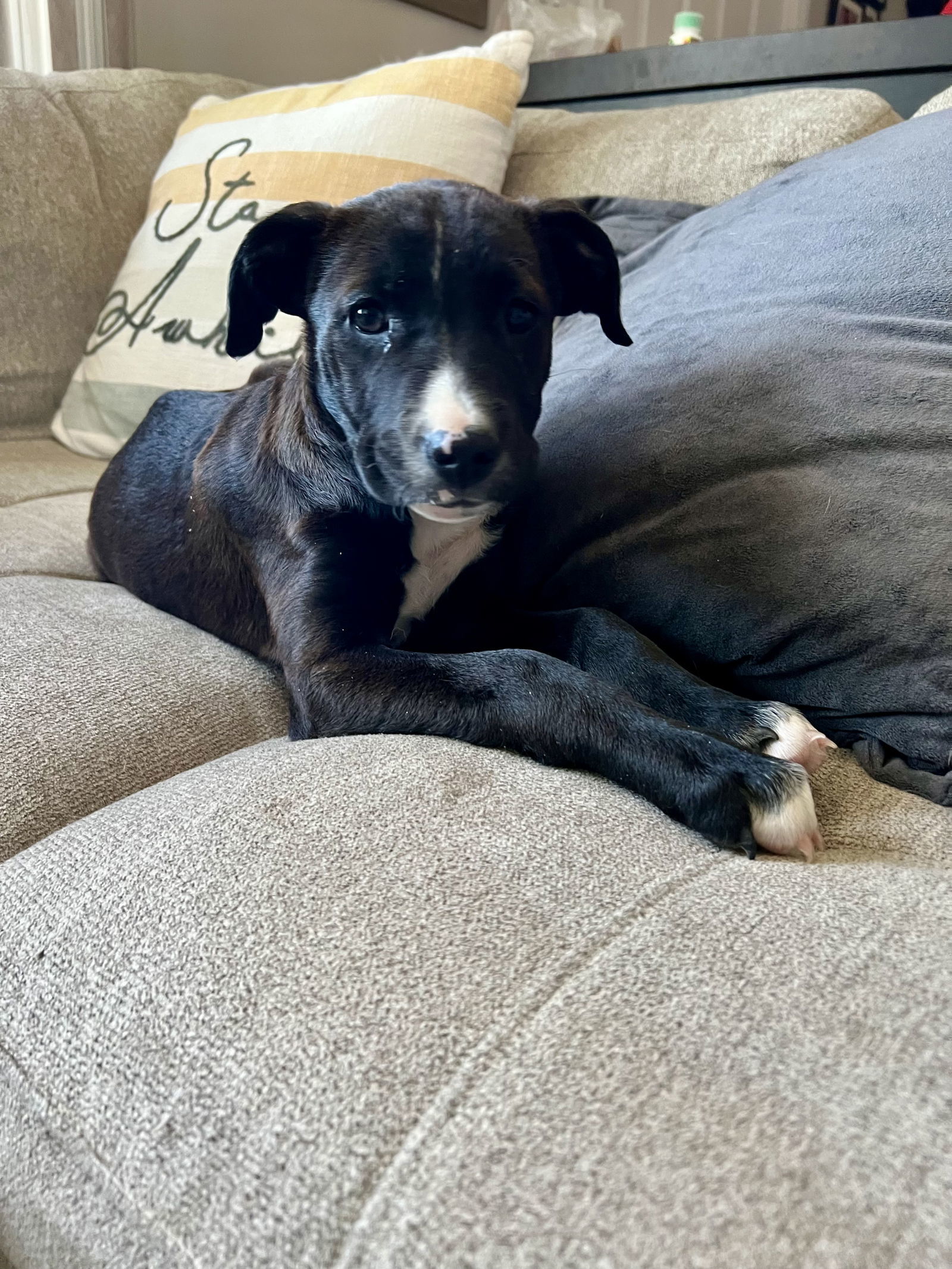 Sweetie, an adoptable Mountain Cur in Duluth, MN, 55807 | Photo Image 2