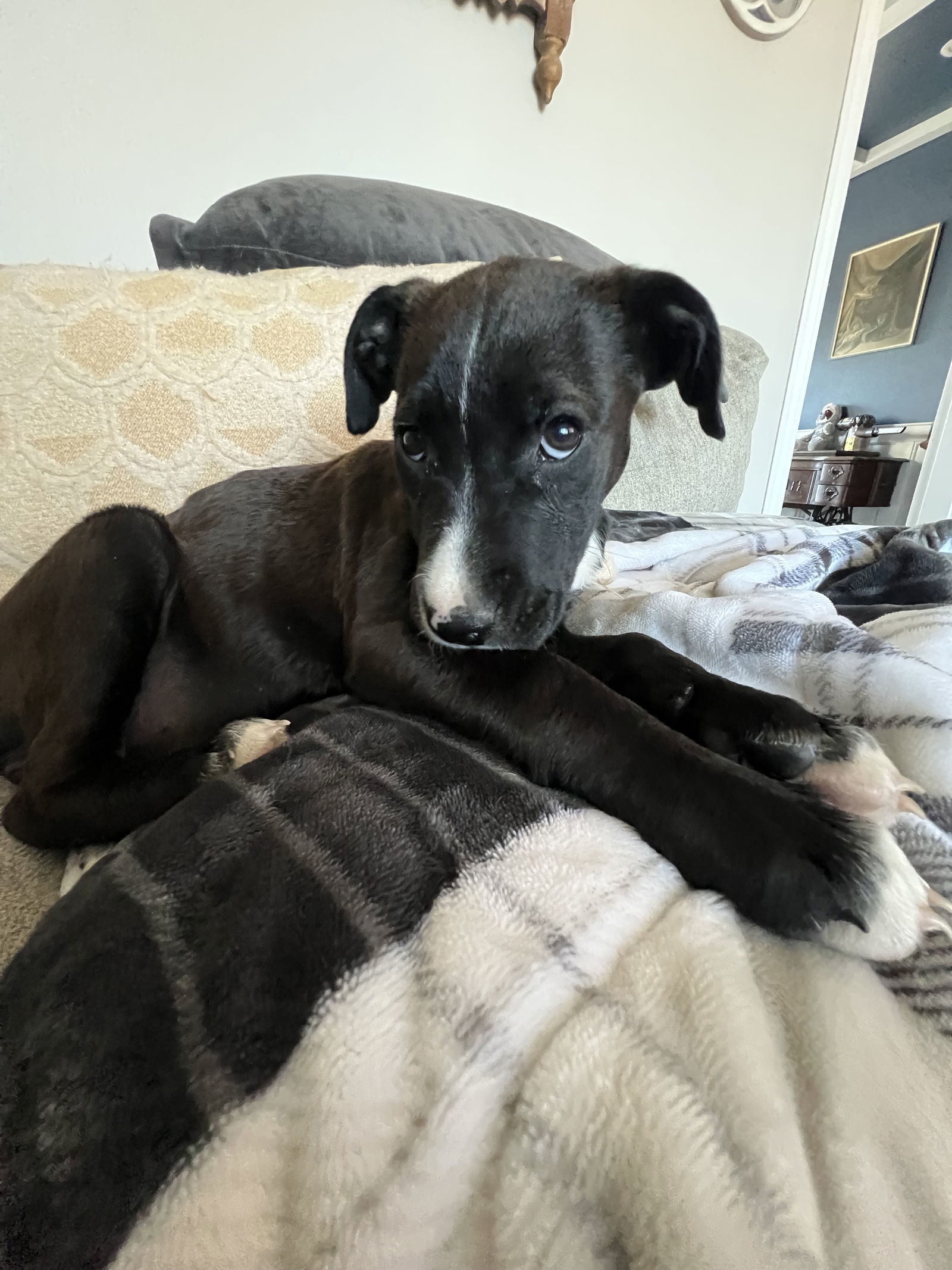Sweetie, an adoptable Mountain Cur in Duluth, MN, 55807 | Photo Image 3