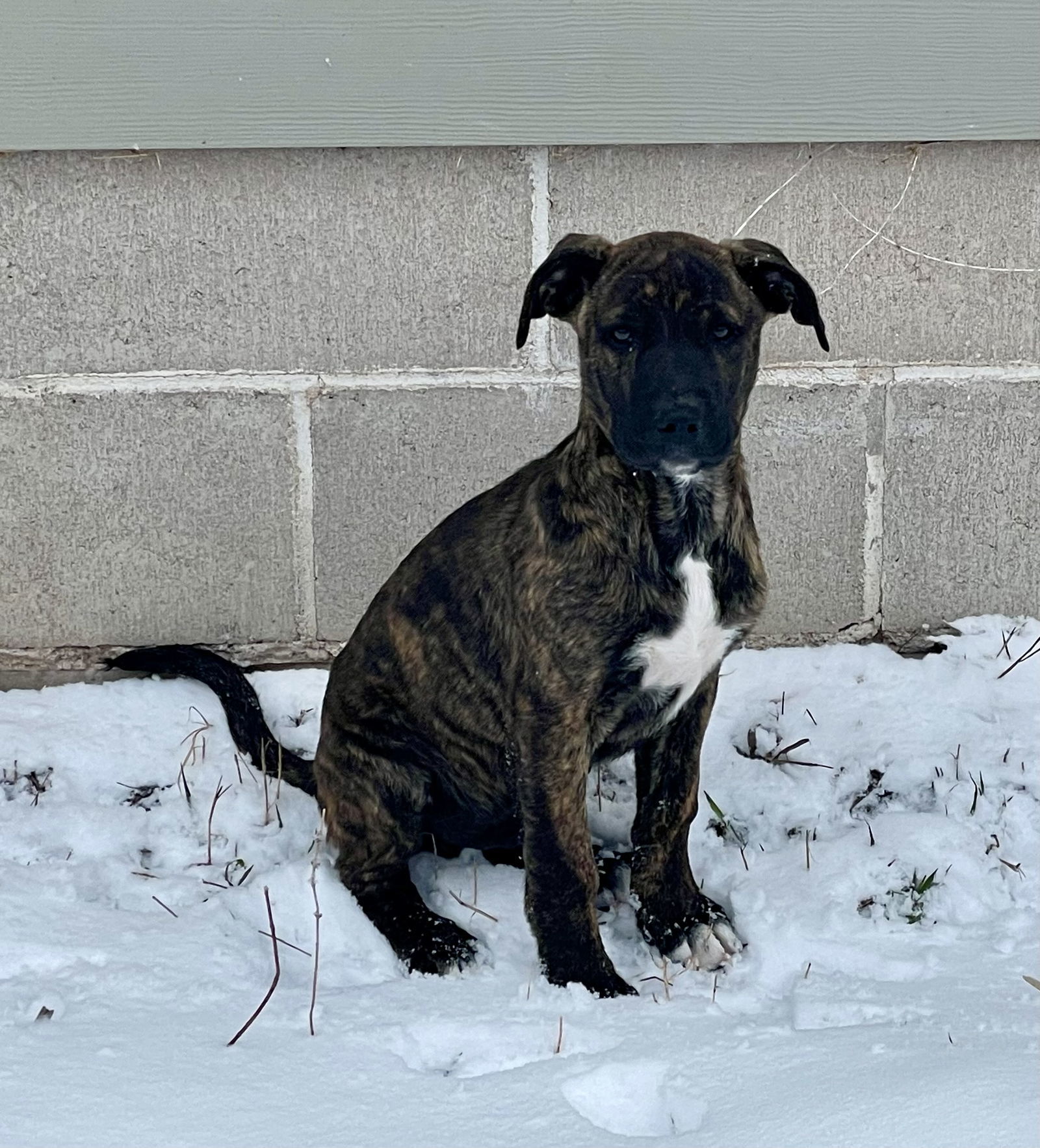 Brutus, an adoptable Mountain Cur in Duluth, MN, 55807 | Photo Image 1