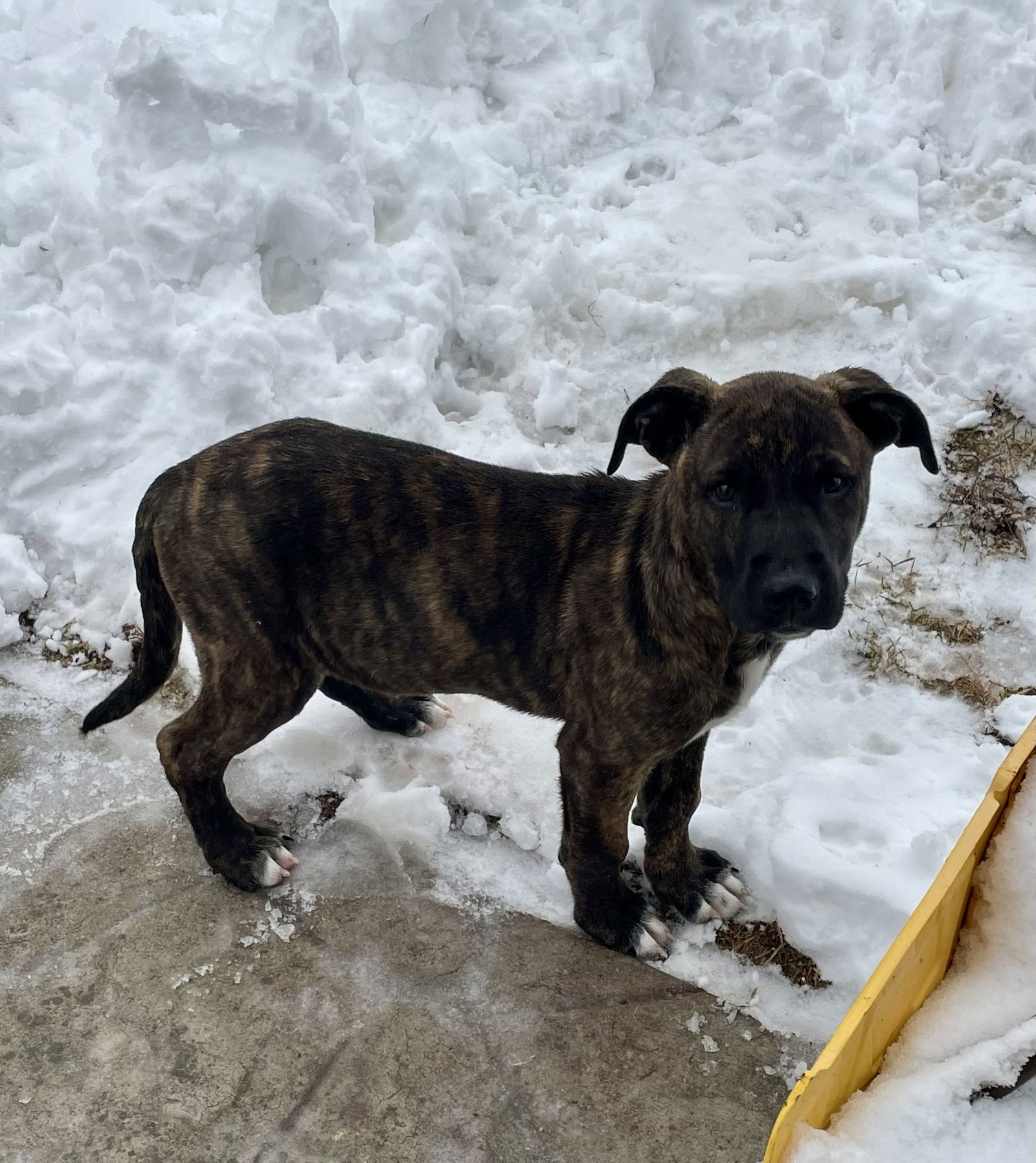 Brutus, an adoptable Mountain Cur in Duluth, MN, 55807 | Photo Image 2