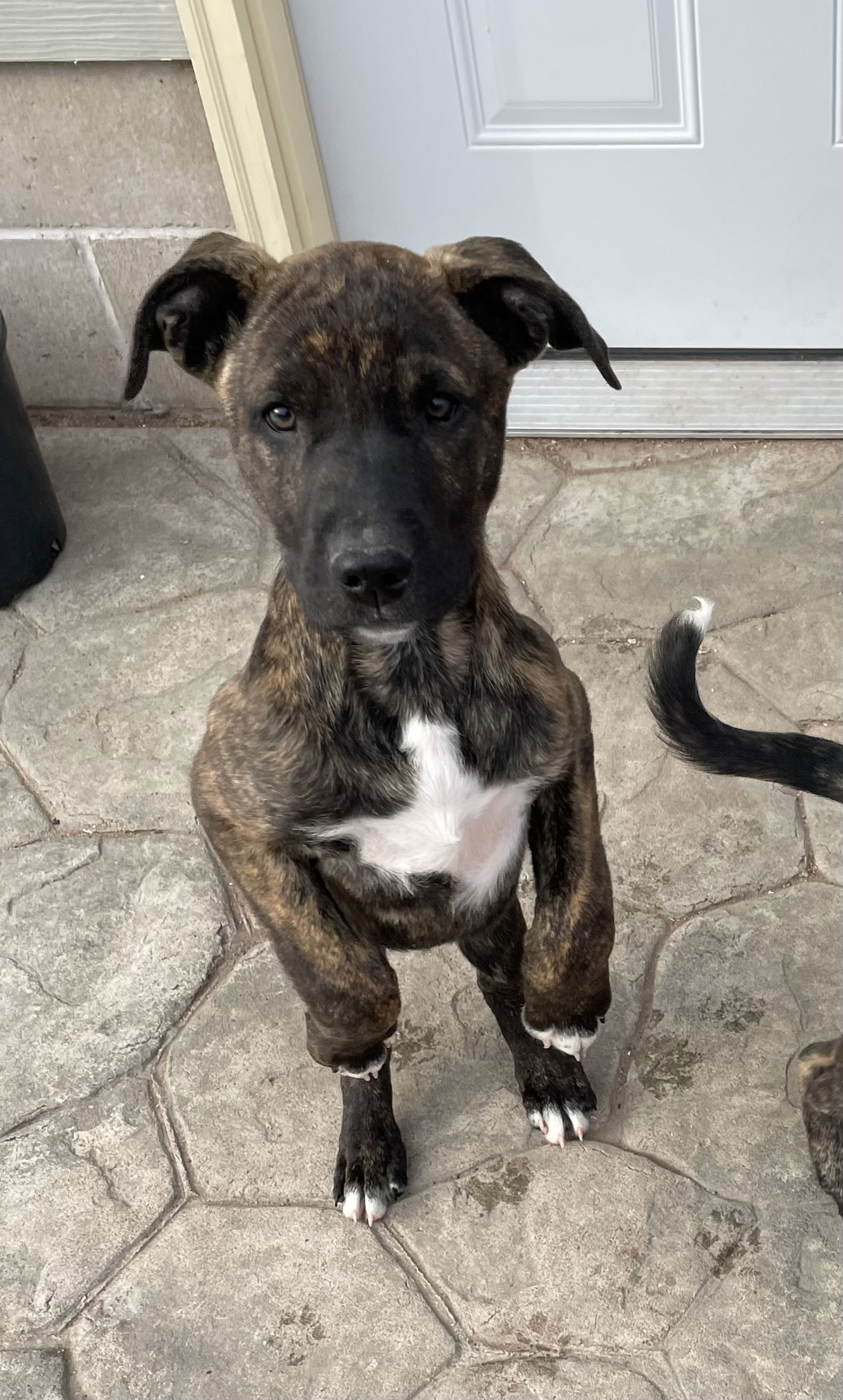 Brutus, an adoptable Mountain Cur in Duluth, MN, 55807 | Photo Image 3