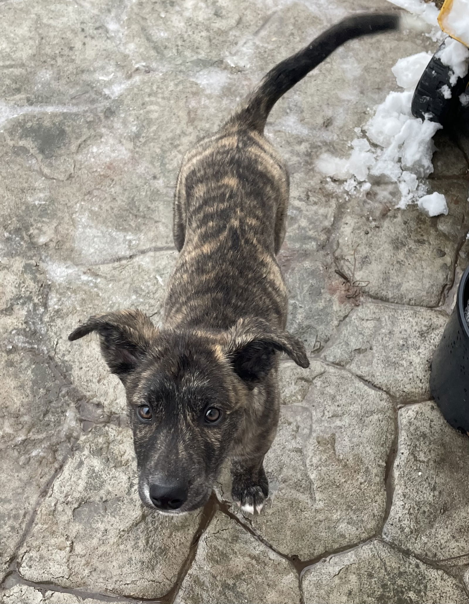 Bruno, an adoptable Mountain Cur in Duluth, MN, 55807 | Photo Image 1