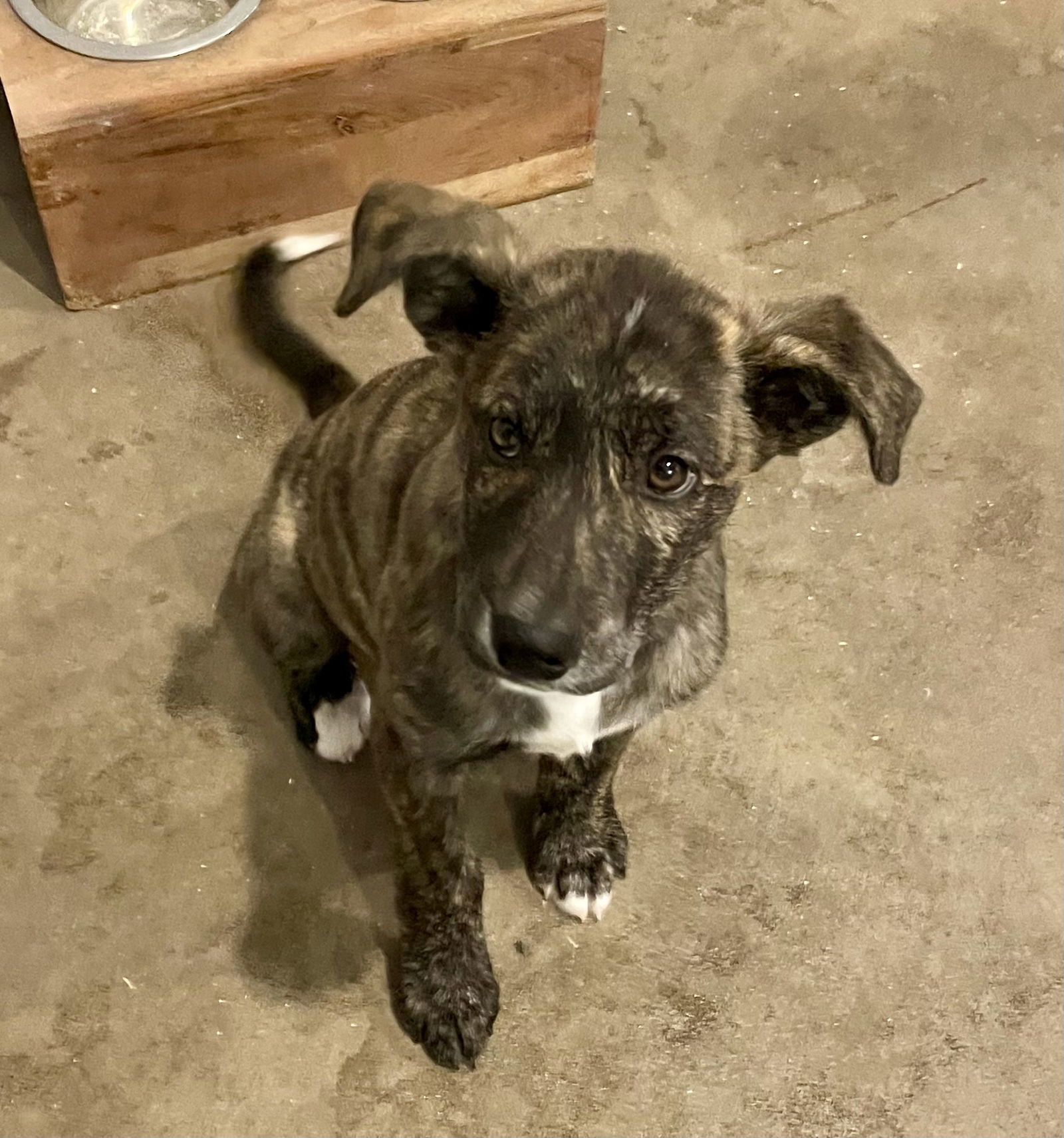 Bruno, an adoptable Mountain Cur in Duluth, MN, 55807 | Photo Image 2