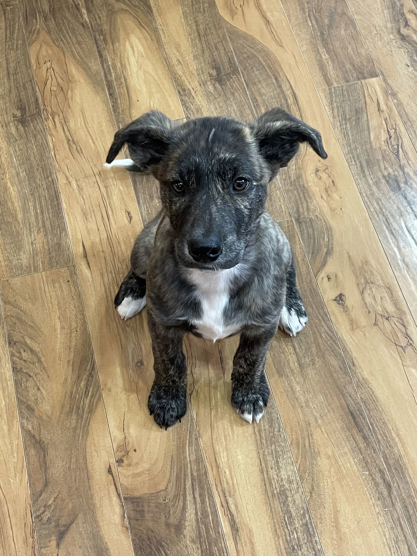 Bruno, an adoptable Mountain Cur in Duluth, MN, 55807 | Photo Image 3