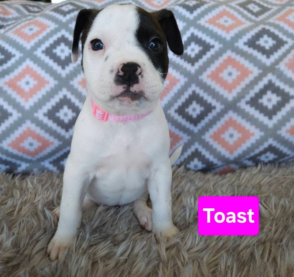 Toast, an adoptable Terrier in Duluth, MN, 55807 | Photo Image 1