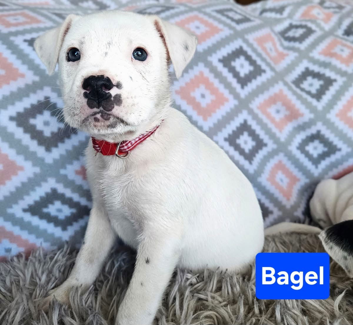 Bagel, an adoptable Terrier in Duluth, MN, 55807 | Photo Image 1