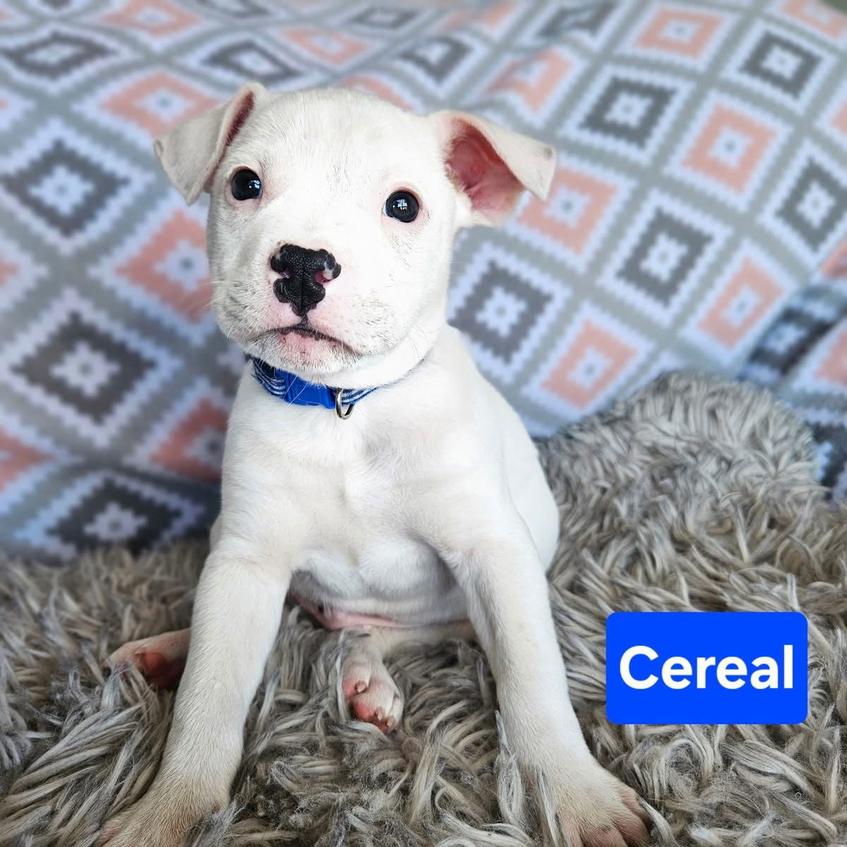 Cereal, an adoptable Terrier in Duluth, MN, 55807 | Photo Image 1