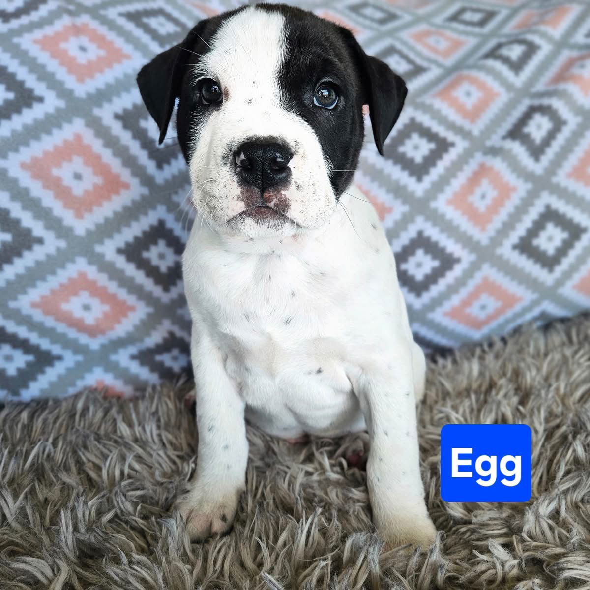 Egg, an adoptable Terrier in Duluth, MN, 55807 | Photo Image 1