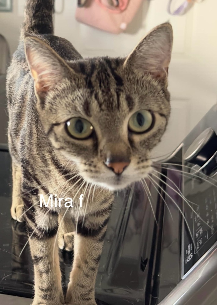 Mira, an adoptable Domestic Short Hair in Bend, OR, 97701 | Photo Image 1