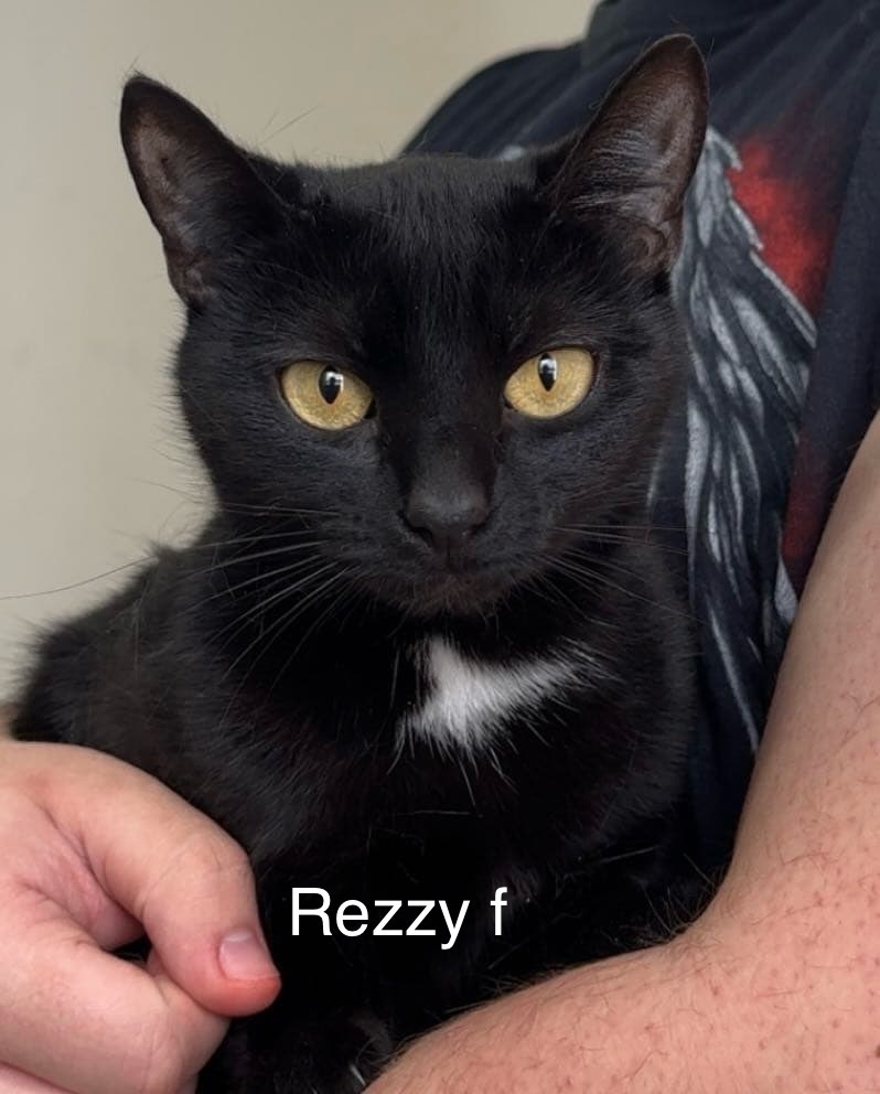 Rezzy, an adoptable Domestic Short Hair in Bend, OR, 97701 | Photo Image 1