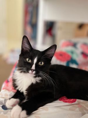 George (bonded w/ Gracie), Young Male Tuxedo