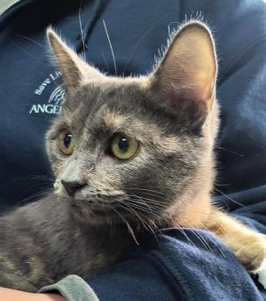 LILAC, Young Female unknown