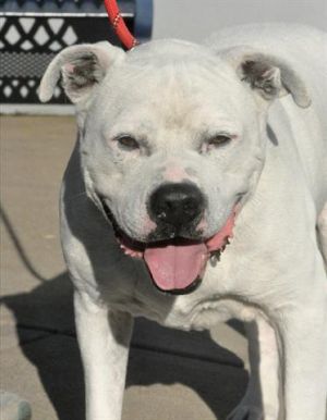 CAPONE, Adult Male unknown