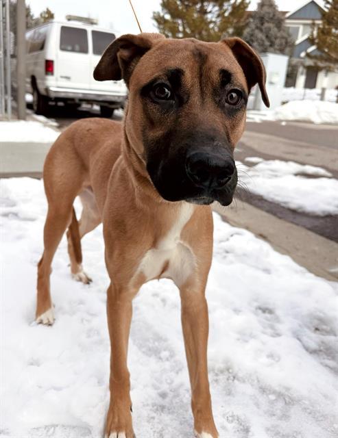 BROSKI, an adoptable German Shepherd Dog, Mixed Breed in Ogden, UT, 84404 | Photo Image 1