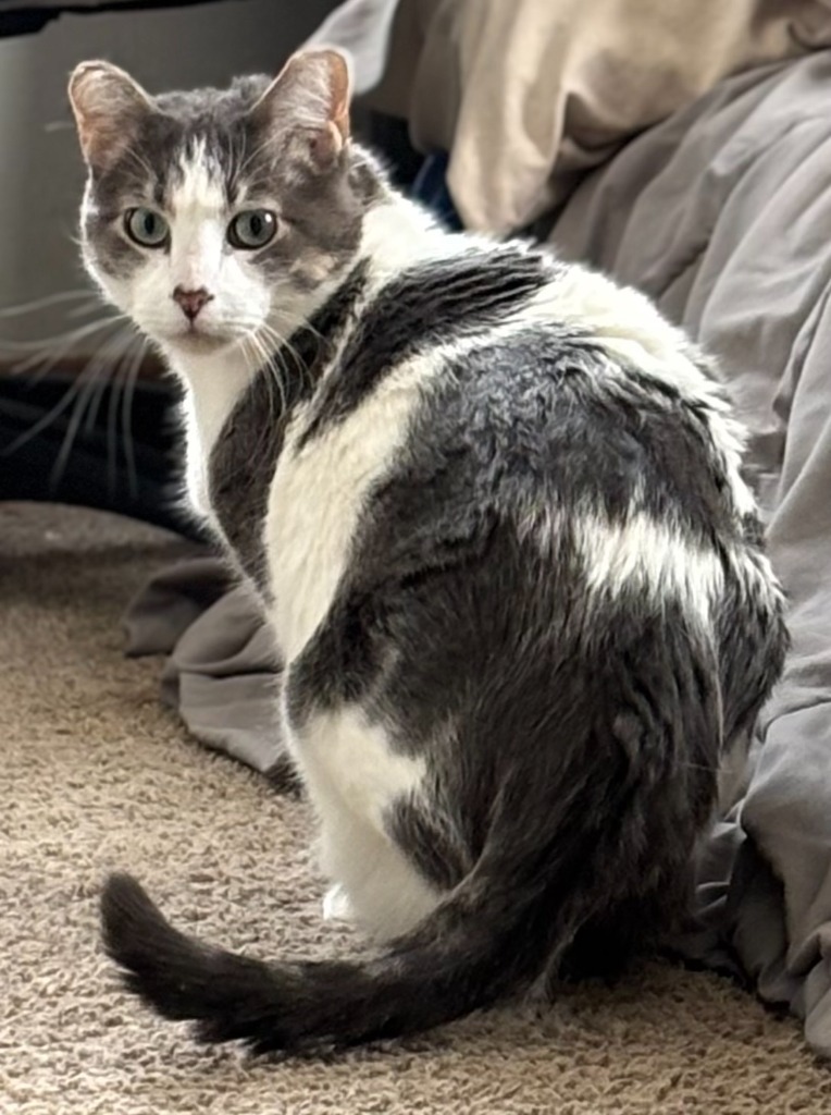 Pookie (FIV+)