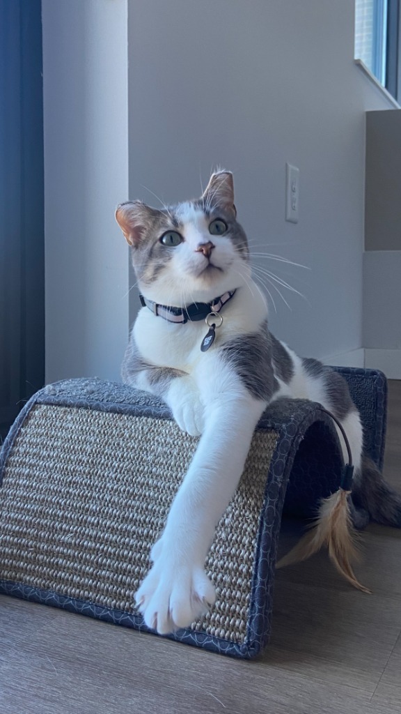 Pookie (FIV+)