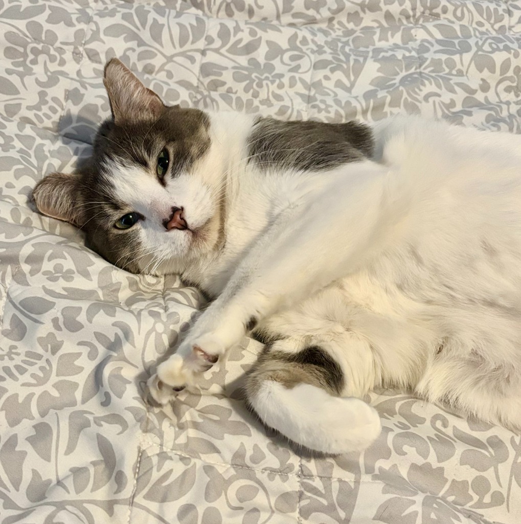 Pookie (FIV+)