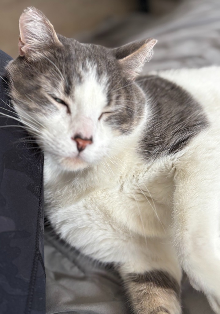 Pookie (FIV+)