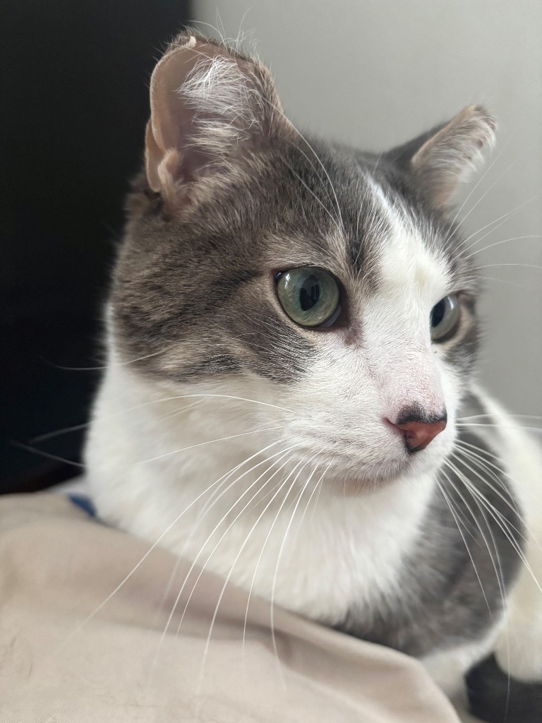 Pookie (FIV+)