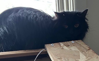 Mama Nyx, an adoptable Domestic Short Hair in Cloquet, MN, 55720 | Photo Image 1