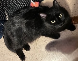 Mama Buffy, an adoptable Domestic Long Hair in Cloquet, MN, 55720 | Photo Image 1