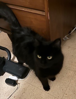 Mama Buffy, an adoptable Domestic Long Hair in Cloquet, MN, 55720 | Photo Image 2